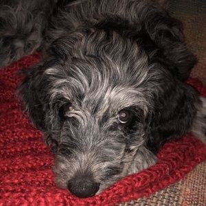 Meet your Posher, Heidi